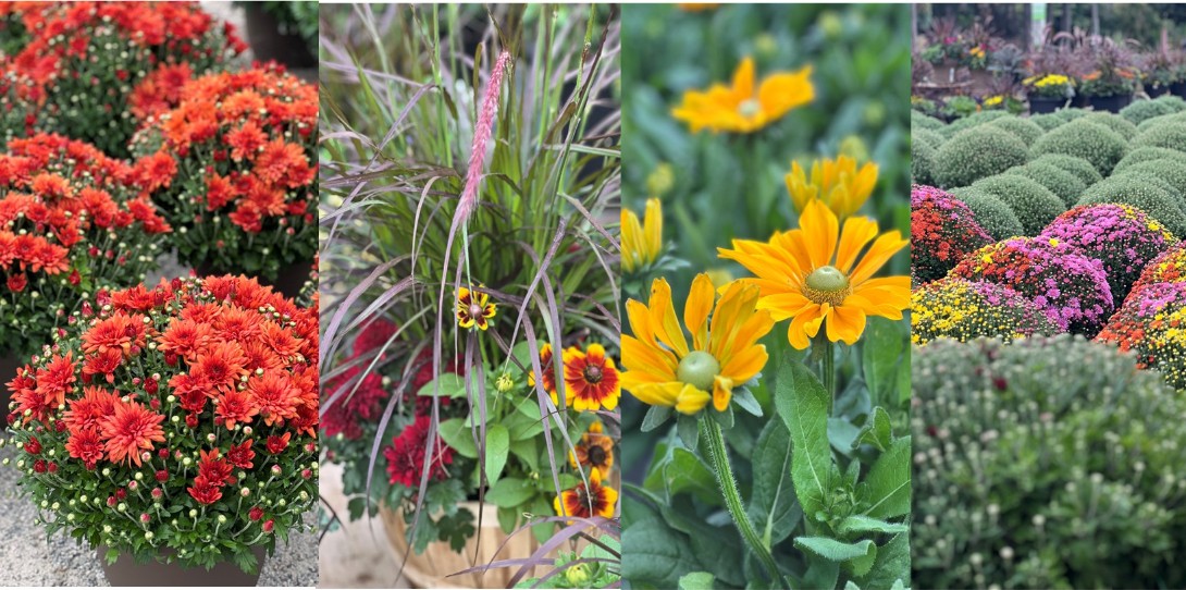 Alton Greenhouses & Gardening Centre  Image