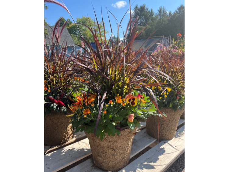 Fall garden mums are a fresh burst of colour in the fall. Offering an array of colours and sizes the