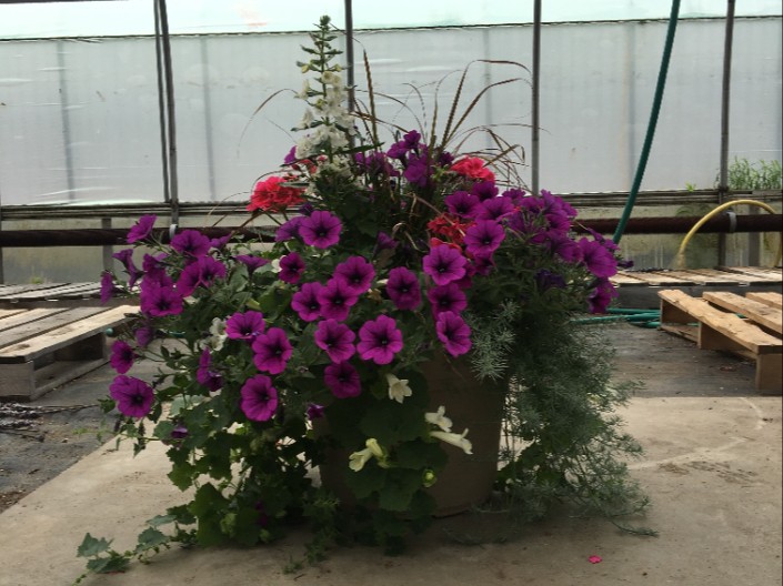 Alton Greenhouses & Gardening Centre Product